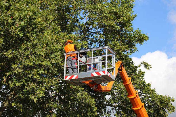 Trusted Wading River, NY Tree Services Experts