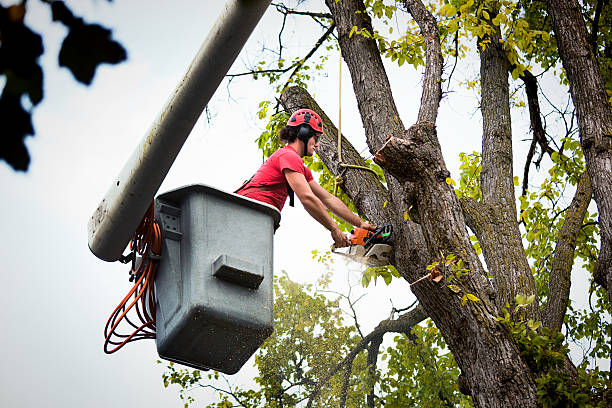 How Our Tree Care Process Works  in  Wading River, NY
